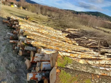 Grumes de châtaignier PEFC par 1 camion – 50M3